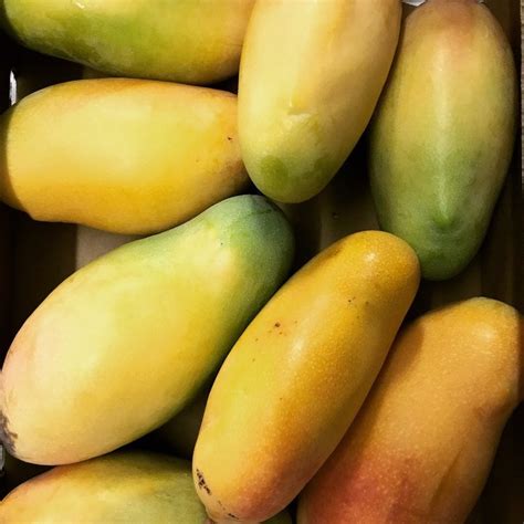 Mangoes: A Taste of Paradise