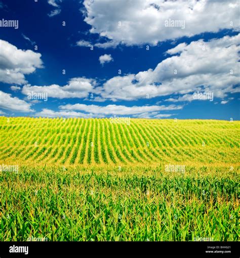 Marveling at the Enchanting Landscape of a Corn Field