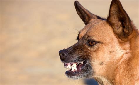 Mastering the Art of Handling a Potentially Aggressive Canine Encounter