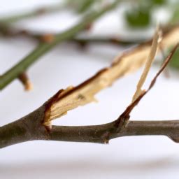 Mastering the Art of Pruning: Enhancing plant growth and productivity