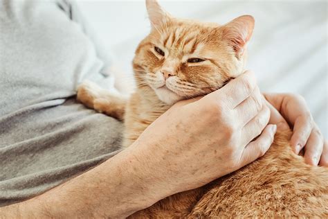 Mastering the Art of Purring: Cat Cuddle Language