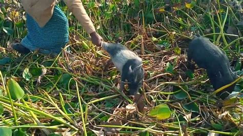 Mastering the Art of Tracking and Capturing Feral Pigs