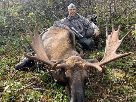 Mastering the Art of a Successful Moose Hunt: Effective Techniques and Essential Strategies