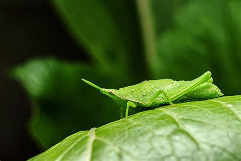 Masters of Disguise: Camouflage Techniques in the Predator's Realm