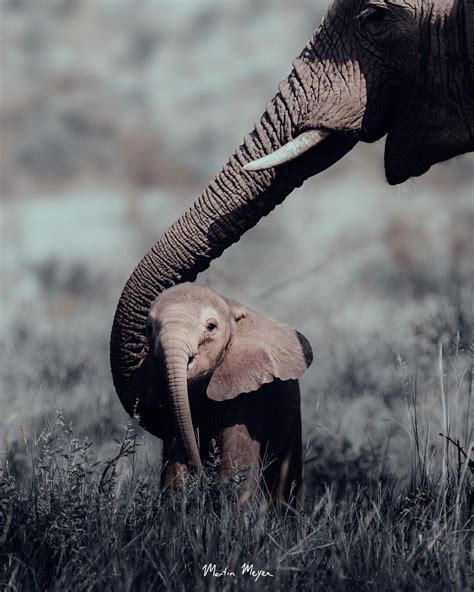 Maternal Bonds: The Symbolism of Family and Motherhood in Elephant Herds