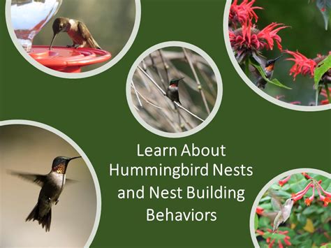 Mating Behavior and Nest Construction