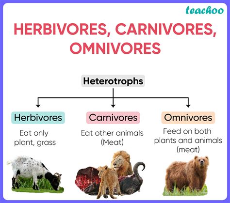 Mealtime Chronicles: The Varied Diets of Carnivorous Creatures