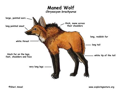 Meana Wolf's Physical Appearance