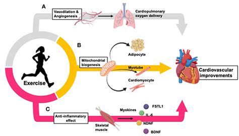 Mechanisms: The Influence of Dreams on Cardiac Health