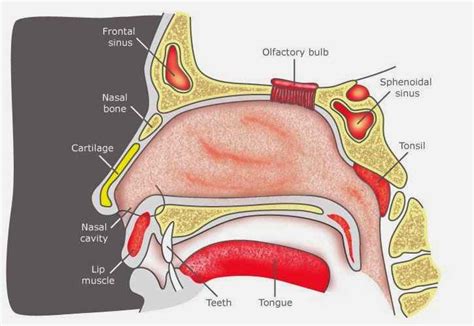 Medical Explanations: Biological Factors behind Dreams of Nasal Amputation