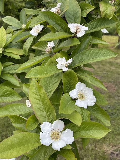 Medlar Work of Celestial Sizzling