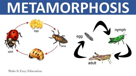 Metamorphosis and Rebirth: