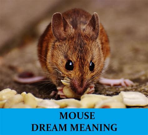 Mice Dreams and Their Relationship to Material Prosperity