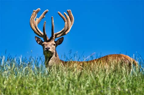 Modern Interpretations and Applications: Reimagining the Symbolic Significance of the Powerful Bovine Antler