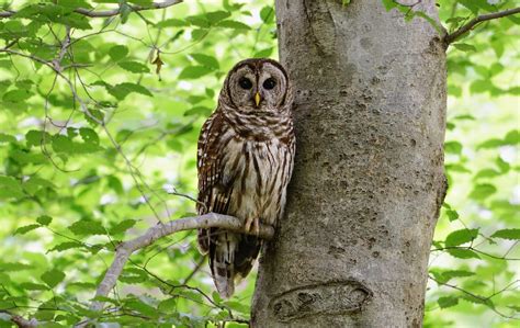 Modern Superstitions: Owls as Omens of Good or Bad Fortune