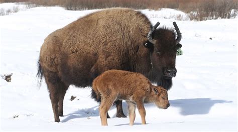 Modern-Day Relevance: How the Legendary Bison Offspring Continues to Inspire Today