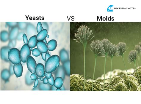 Mold and Its Symbolic Representation in Different Cultures