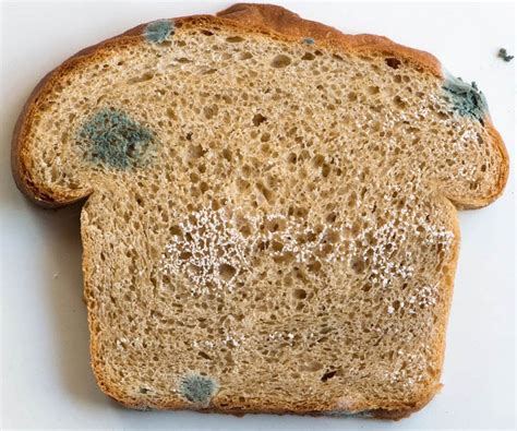 Moldy Bread as a Symbol of Inner Conflict and Indecisiveness