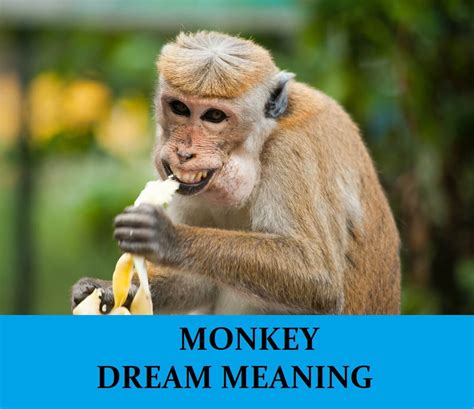 Monkey Dreams as a Reflection of Personal Desires and Ambitions