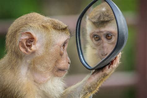 Monkey Dreams as a Reflection of Personal Power Struggles