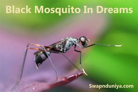 Mosquito Dreams: A Glimpse into the Unconscious Mind