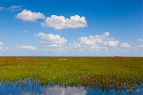 Muddy Swamp's Unique Ecosystem: A Delicate Balance