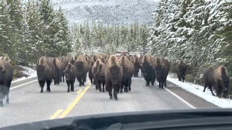 My Unforgettable Meeting with the Bison: Reflecting on a Once-in-a-Lifetime Encounter