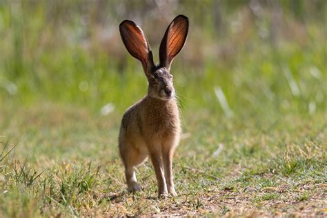 Mysteries Beyond Imagination: Exploring the Enigmatic Essence of Enormous Bunnies