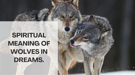 Mysterious Insights: Unraveling the Enigmatic Significance of a Wolf's Dreams