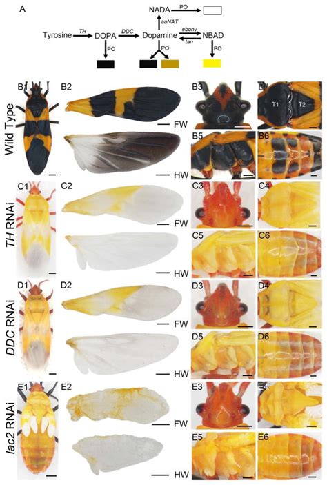 Mysterious Origins: Deciphering the Genetic Foundations of Insect Pigmentation