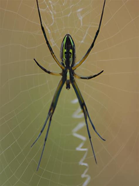 Mysterious and Misunderstood: Decoding the Enigmatic Significance of the Sterling Arachnid