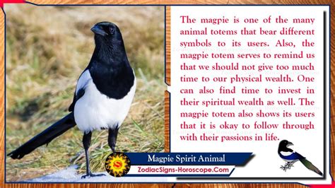 Mystical Messages: Decoding the Deeper Meaning of Magpie Attacks in Dreams