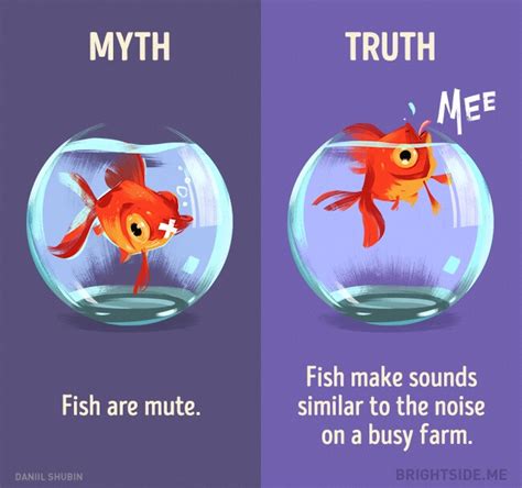 Myth vs. Reality: Distinguishing Truth from Fiction Surrounding the Magnificent Colossal Squid