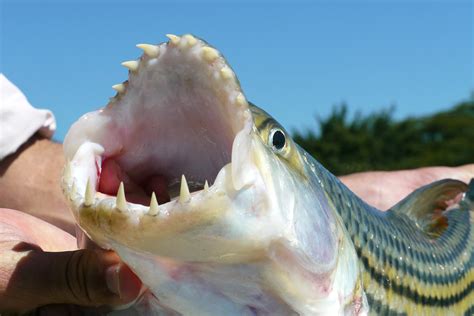 Mythical Representations of the Tiger Fish