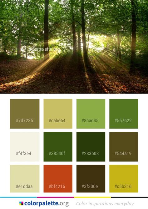 Nature's Palette: Exploring the Colors of Lively Forests