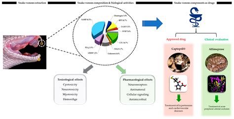 Navigating the Intricacies of Serpent Toxin Conceptions During Therapeutic Sessions