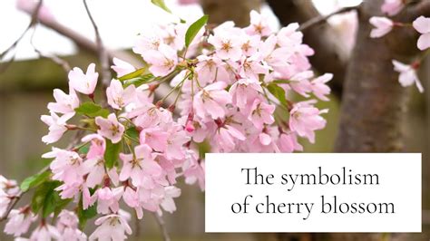 Navigating the Seasons: Understanding the Symbolism of Cherry Blossoms