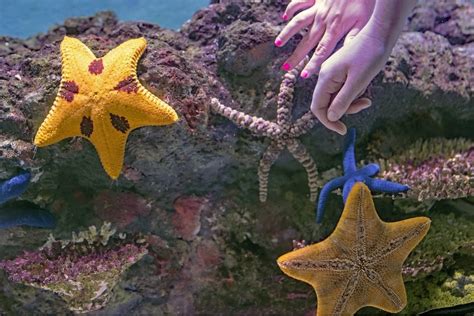 Navigating the Spiritual and Transcendental Meanings of Elusive Ebony Seastar Visions