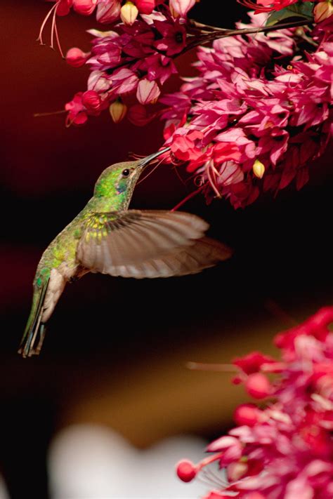 Nectar, Insects, and Beyond: The Unique Diet of Hummingbirds