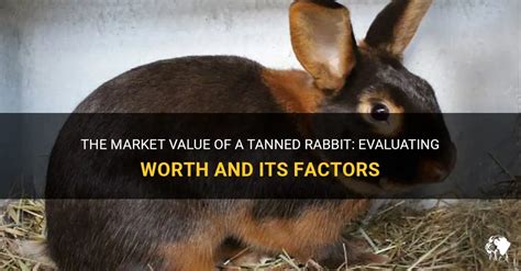 Net Worth: How Much is Vulpes Bunny Worth?