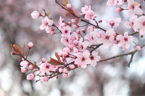 Net Worth of Cherry Blossoms