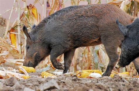 Nightmare Reality: Real Concerns About Encounters with Feral Swine