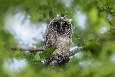 Nighttime Guardians: Exploring the Protective Symbolism of Owls and Wolves in Dreams