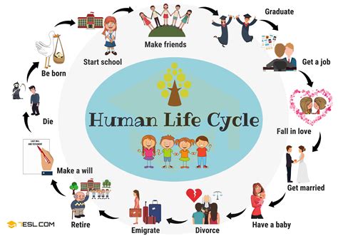 Notable events during different life stages