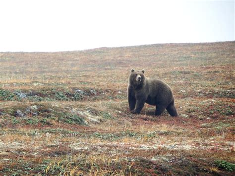 Nourishing and Safeguarding: Decoding the Symbolic Significance of Infant Bear Reveries