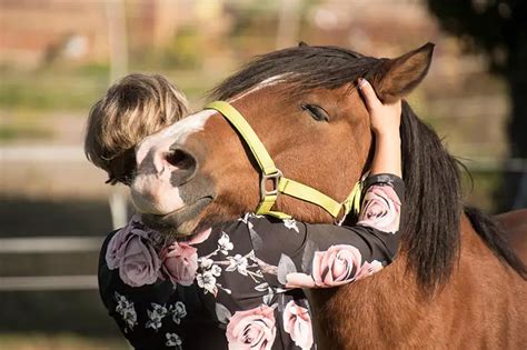 Nurture Trust and Mutual Love: Embrace the Horse Hug Therapy