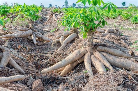 Nurturing Cassava Plants: Essential Care and Maintenance Tips