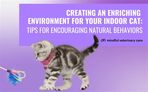 Nurturing Dreamers: Tips for Creating an Enriching Environment for Your Young Cat's Fantasies