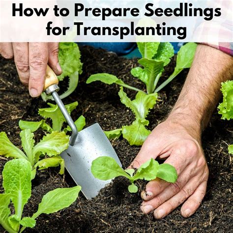 Nurturing Seedlings: Tips for Proper Care and Transplanting