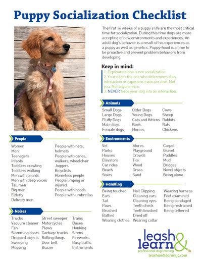 Nurturing the Puppies: Care, Nutrition, Immunization, and Socialization